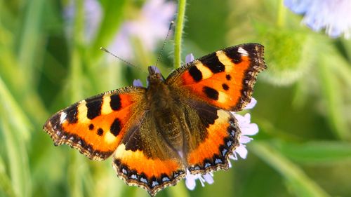 Stadtnatur – Beobachten und Entdecken im Kölner StadtNaturPark Siebenhügelpark