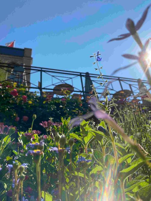 Botanischer Feierabendrundgang