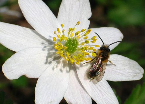 Bienentag im Finkens Garten