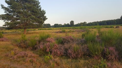 Wahner-Heide-Tag