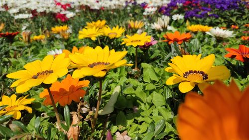 Führung durch die Stadtgärtnerei