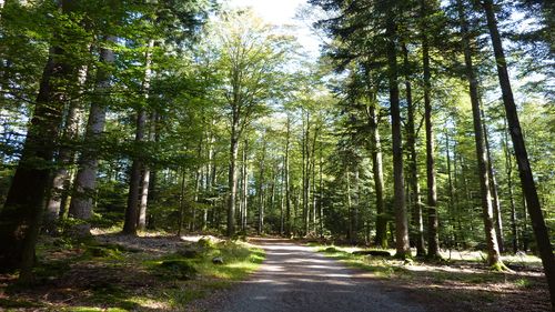 Den Forst erleben – Klimawandel hautnah