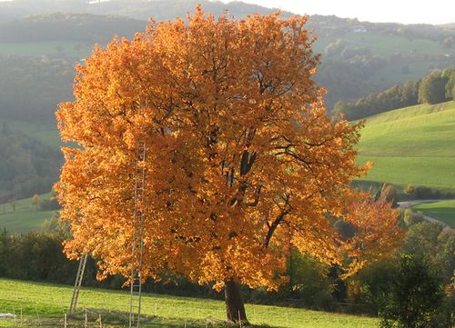 Herbstkonzert der Regionalschule Ehrenfeld