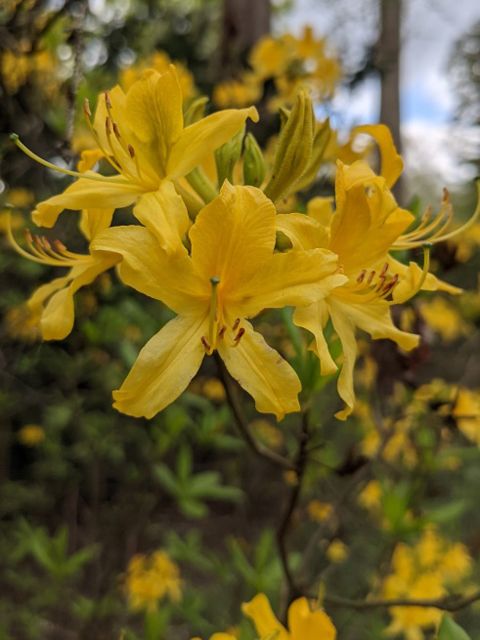 Themenführung im Botanischen Garten