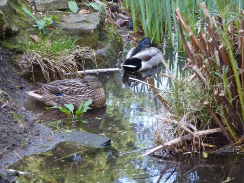 Waldmesse im Lindenthaler Tierpark
