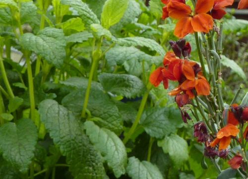 Die geheimen Superkräfte der Pflanzen