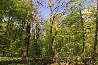 Der Wald des äußeren Grüngürtels und das Waldlabor