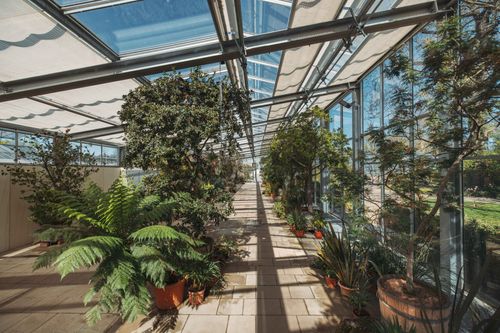 Die Anpassungen tropischer Pflanzen an ihren Lebensraum Botanische Themenführung