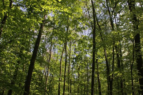 Worringer Bruch - Wildnis in der Großstadt