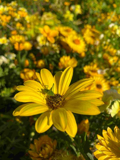 Geschichte und Geschichten unserer Gartenpflanzen